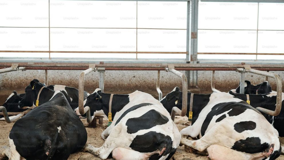 Remisión de leche creció 5,7 % en el semestre en Uruguay